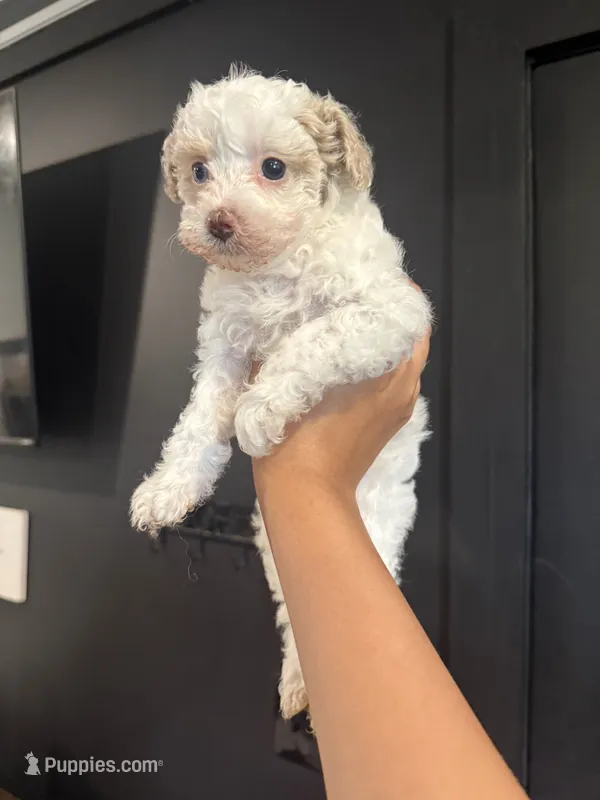 Precious – Poodle - Toy  puppy on hold in Plainville, GA
