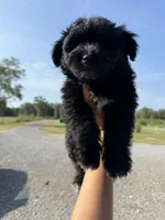 Noah, a male Pomapoo for sale in Plainville, GA – Photo 5 of 8