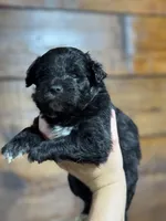 Noah, a male Pomapoo for sale in Plainville, GA – Photo 8 of 8