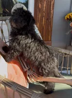 Noah, a male Pomapoo for sale in Plainville, GA – Photo 3 of 8