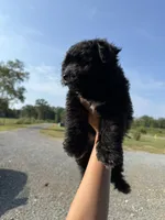 Noah, a male Pomapoo for sale in Plainville, GA – Photo 7 of 8