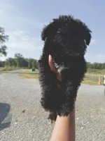 Noah, a male Pomapoo for sale in Plainville, GA – Photo 6 of 8