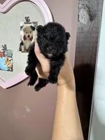 Ali, a female Pomeranian for sale in Plainville, GA – Photo 3 of 3