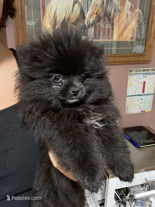 Ali, a female Pomeranian for sale in Plainville, GA – Photo 1 of 3