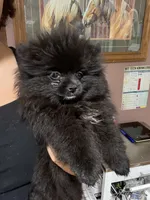 Ali, a female Pomeranian for sale in Plainville, GA – Photo 1 of 3
