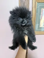 Ali, a female Pomeranian for sale in Plainville, GA – Photo 2 of 3