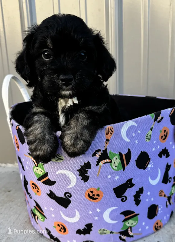Sundae – Miniature Aussiedoodle puppy for sale in Plainville, GA