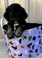 Sundae, a female Miniature Aussiedoodle for sale in Plainville, GA – 1 of 1