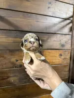 Toby, a male Miniature Aussiedoodle for sale in Plainville, GA – Photo 2 of 2