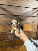 Toby, a male Miniature Aussiedoodle for sale in Plainville, GA – Photo 1 of 2