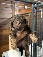 Rocky, a male Miniature Aussiedoodle for sale in Plainville, GA – Photo 2 of 4