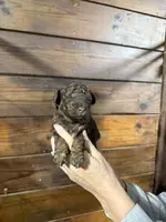 Rocky, a male Miniature Aussiedoodle for sale in Plainville, GA – Photo 3 of 4