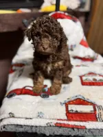 Rocky, a male Miniature Aussiedoodle for sale in Plainville, GA – Photo 1 of 4