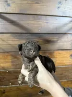 Rocky, a male Miniature Aussiedoodle for sale in Plainville, GA – Photo 4 of 4