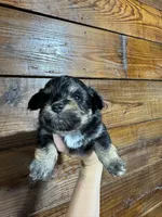 oak, a male Pomapoo for sale in Plainville, GA – Photo 5 of 5