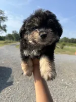 oak, a male Pomapoo for sale in Plainville, GA – Photo 2 of 5