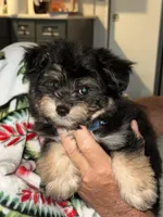 oak, a male Pomapoo for sale in Plainville, GA – Photo 1 of 5