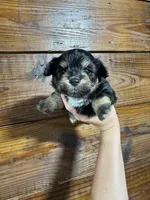 oak, a male Pomapoo for sale in Plainville, GA – Photo 4 of 5