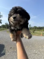 oak, a male Pomapoo for sale in Plainville, GA – Photo 3 of 5
