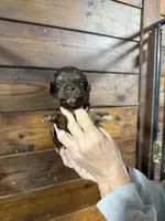 Naomi, a female Miniature Aussiedoodle for sale in Plainville, GA – Photo 3 of 6