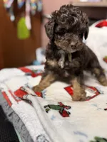 Naomi, a female Miniature Aussiedoodle for sale in Plainville, GA – Photo 5 of 6