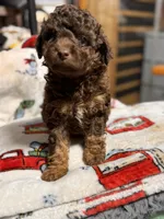 Naomi, a female Miniature Aussiedoodle for sale in Plainville, GA – Photo 6 of 6