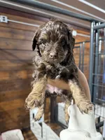 Naomi, a female Miniature Aussiedoodle for sale in Plainville, GA – Photo 1 of 6