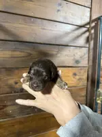 Naomi, a female Miniature Aussiedoodle for sale in Plainville, GA – Photo 4 of 6