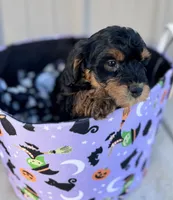 ranger, a male Miniature Aussiedoodle for sale in Plainville, GA – 2 of 2