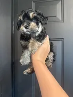 Max, a male Yorkipoo for sale in Plainville, GA – 2 of 3