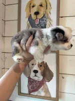 Blue, a female Toy Australian Shepherd for sale in Plainville, GA – 2 of 3