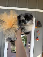 Charlie, a female Pomeranian for sale in Plainville, GA – Photo 2 of 5