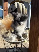 Charlie, a female Pomeranian for sale in Plainville, GA – Photo 1 of 5