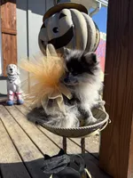 Charlie, a female Pomeranian for sale in Plainville, GA – Photo 3 of 5