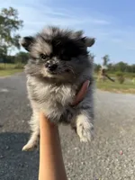 Charlie, a female Pomeranian for sale in Plainville, GA – Photo 4 of 5