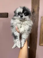 Charlie, a female Pomeranian for sale in Plainville, GA – Photo 5 of 5