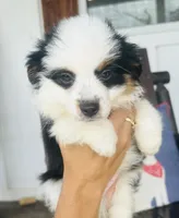 Sunday, a male Toy Australian Shepherd for sale in Plainville, GA – Photo 3 of 7