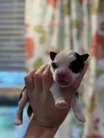 Sunday, a male Toy Australian Shepherd for sale in Plainville, GA – Photo 7 of 7