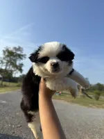 Sunday, a male Toy Australian Shepherd for sale in Plainville, GA – Photo 5 of 7