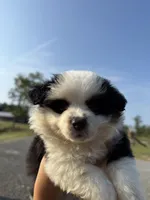 Sunday, a male Toy Australian Shepherd for sale in Plainville, GA – Photo 6 of 7