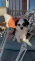 Sunday, a male Toy Australian Shepherd for sale in Plainville, GA – Photo 1 of 7