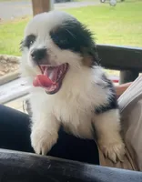 Sunday, a male Toy Australian Shepherd for sale in Plainville, GA – Photo 4 of 7