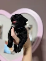 Cooper, a male Pomeranian for sale in Plainville, GA – Photo 2 of 3