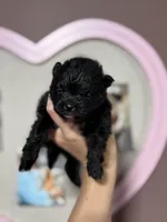 Cooper, a male Pomeranian for sale in Plainville, GA – Photo 3 of 3