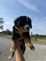 Paisley, a female Bernese Mountain Dog for sale in Plainville, GA – Photo 2 of 2