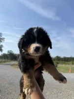Paisley, a female Bernese Mountain Dog for sale in Plainville, GA – Photo 1 of 2