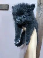 mollie, a female Pomeranian for sale in Plainville, GA – Photo 5 of 7