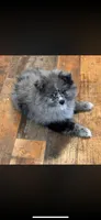 Jasper, a male Pomeranian for sale in Plainville, GA – Photo 1 of 2