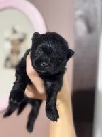 mollie, a female Pomeranian for sale in Plainville, GA – Photo 7 of 7