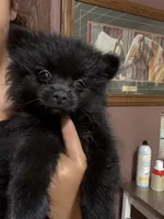 mollie, a female Pomeranian for sale in Plainville, GA – Photo 4 of 7